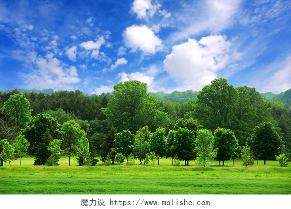浅蓝色天空的绿林夏季景观绿色森林